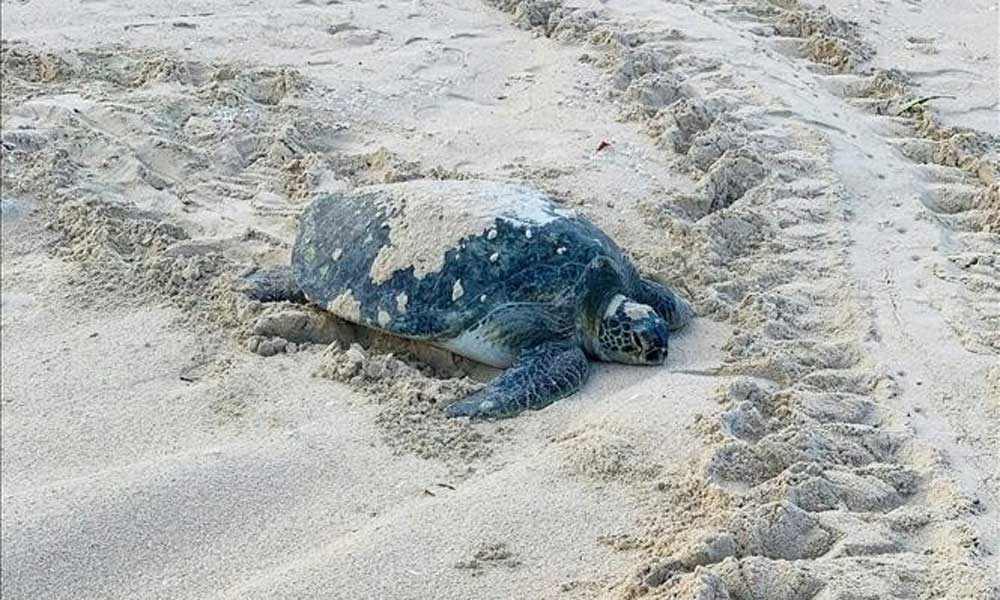 Rare sea turtle lays eggs on Lam Dong province's Hon Cau Beach